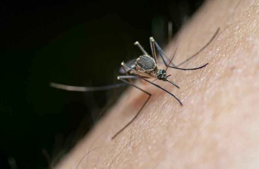 Síndrome Congênita do Vírus Zika: Riscos e Prevenção